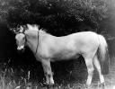 Das “berühmteste Norwegische Fjordpferd der Eifel” im August 1974